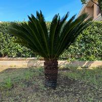 Cycas revoluta