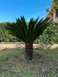 Cycas revoluta