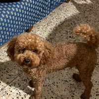 Barbonicini toy pronti per i primi di aprile