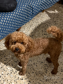 Barbonicini toy pronti per i primi di aprile