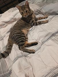 Gatto soriano