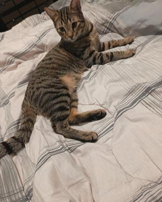 Gatto soriano