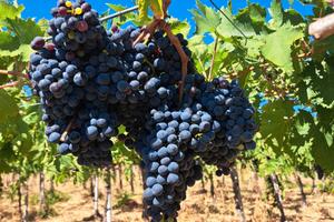 Vigneto Montepulciano