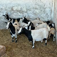 Caprette Tibetante e Mini Toys