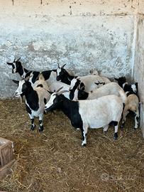 Caprette Tibetante e Mini Toys