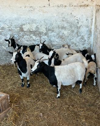 Caprette Tibetante e Mini Toys