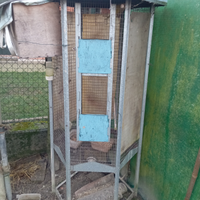 Voliera completa con femmina kakariko