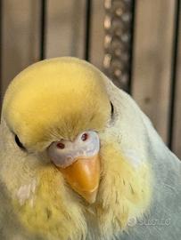 COCORITE meravigliose allevate in casa CON AMORE