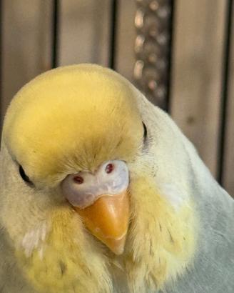 COCORITE meravigliose allevate in casa CON AMORE