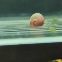 Lumache planobarius varie colorazioni