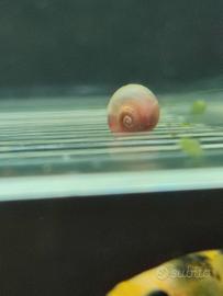 Lumache planobarius varie colorazioni