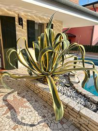 Agave Variegata