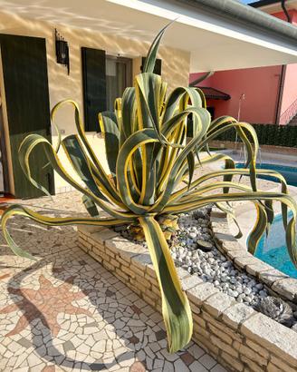 Agave Variegata