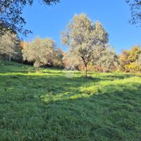 TER. AGRICOLO A MOMPEO