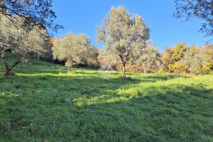 TER. AGRICOLO A MOMPEO