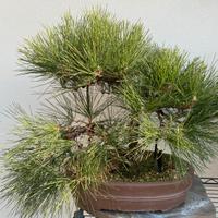 Bonsai di Pino nero thunbergii