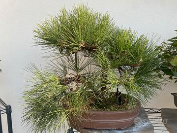 Bonsai di Pino nero thunbergii