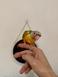 Pappagallo Pyrrhura Molinae allevato a mano