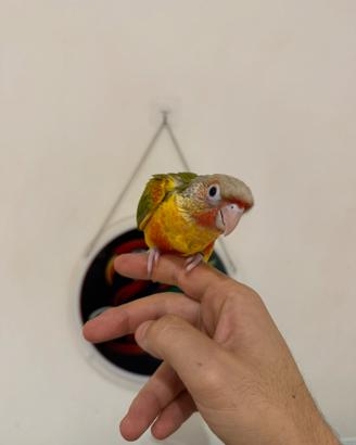 Pappagallo Pyrrhura Molinae allevato a mano