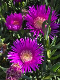 Campobrotus 