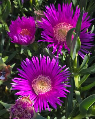 Campobrotus 