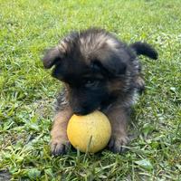 Cuccioli maschi pastore tedesco