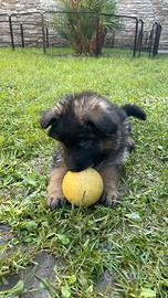 Cuccioli maschi pastore tedesco