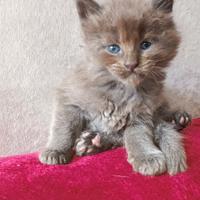 Maine Coon pedigree Afef ~Argon