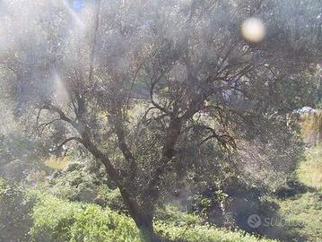 RGE 129/1998 Trib Patti - LOTTO 3