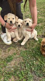 Cuccioli di Golden Retriever