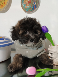 Bichon taglia piccola femmina