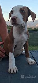 Pitbull