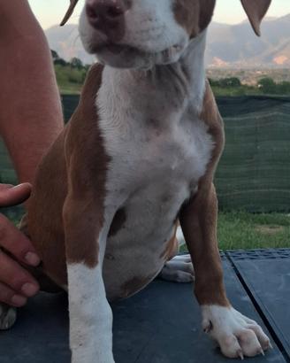 Pitbull