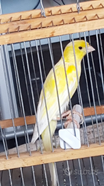 Canarino scotch fantasy