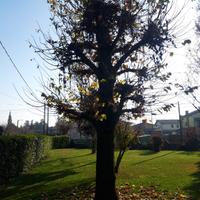 albero di tiglio anni 2000 altezza 7metri 