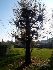 albero di tiglio anni 2000 altezza 7metri 