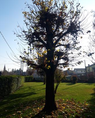 albero di tiglio anni 2000 altezza 7metri 