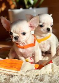 Chihuahua mini toy - Cuccioli piccolissimi, 3 mesi