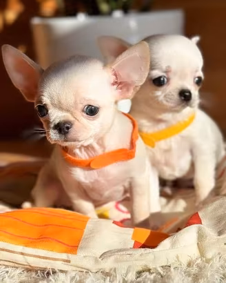 Chihuahua mini toy - Cuccioli piccolissimi, 3 mesi