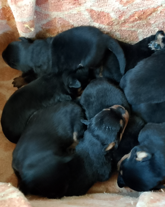 Rottweiler