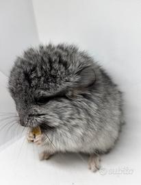 Cincillà angora