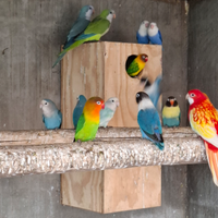 Coppia parrocchetto monaco