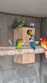 Coppia parrocchetto monaco