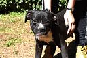 cedrick-cucciolo-buono-molossetto-8-mesi