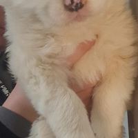 Cucciolo pastore Abruzzese