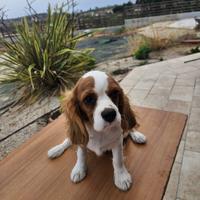 Cavalier King Charles Spaniel