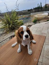 Cavalier King Charles Spaniel