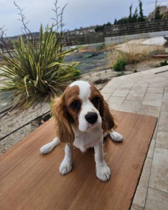 Cavalier King Charles Spaniel