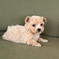 Maltipoo toy