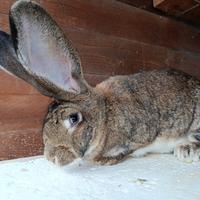 Conigli giganti delle Fiandre